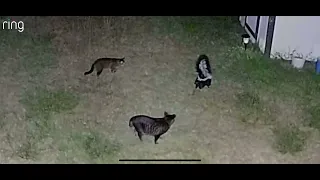 When a wild skunk meets cats