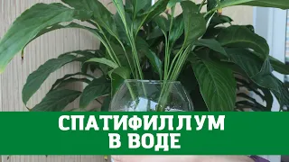 Женское счастье (спатифиллум) выращивание в воде