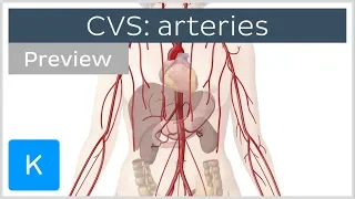Cardiovascular system: arteries (preview) - Human Anatomy | Kenhub