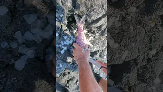 How We Clean Our Fish at the Ocean - Kona, Hawaii