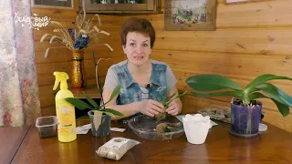 Как спасти орхидею, купленную со скидкой | Пересаживаем онцидиум - самую ароматную орхидею дома