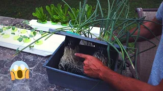 How To Grow Green Onions, The Ultimate Hack /  DIY Hydroponics