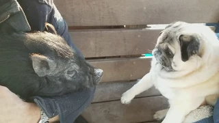 Pig meets pug