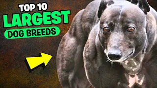 Top 10 Largest Dog Breeds in the World
