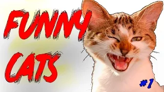 Funny Cats Compilation 2016 - Humorous Videos - Cats playing, jumping, and Funny Moments #1