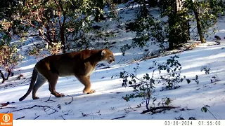 Camera Trap early 2024 highlights