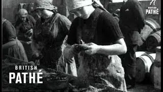 Herring Harvest  (1920)