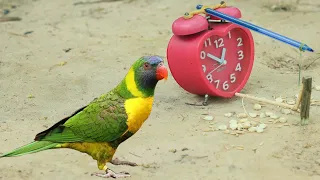 Creative Unique Parrot Trap Make From Alarm Clock With a Pen | Best Parrot Trap Technology