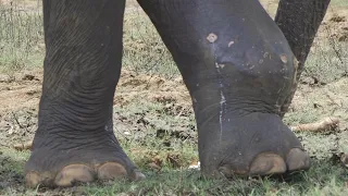 One monster elephant that survived the unthinkable. Saved by the Wildlife team