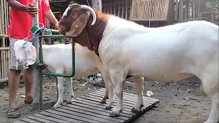 Young goat crosses with giant boer goat first time | Goat Farming in village