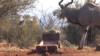 NICOS BABBOON & KUDU HUNT