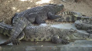 Giant Crocodile African Village - crocodile feeder eaten by crocodiles