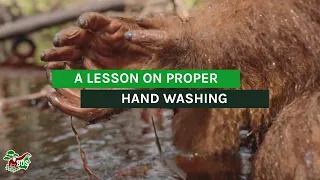 A Lesson on Proper Hand Washing