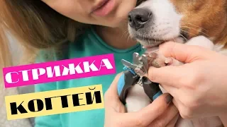 СТРИЖКА КОГТЕЙ У СОБАК | КАК ПРАВИЛЬНО ОБРЕЗАТЬ СОБАКЕ КОГТИ?🐶✂