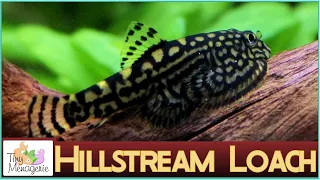 All About Hillstream Loaches: Fascinating Nano Algae Eaters