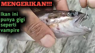 Mancing Vampire fish atau ikan Dracula || HMB PART 57