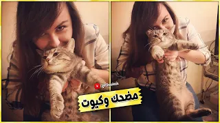 قطط مضحكة جداً - اضحك مع القطط حتي البكاء 😂 #8 (NEW)