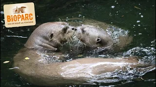 BIOPARC- ZOO DE DOUE LA FONTAINE 2022