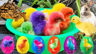 Catch Cute Chickens, Colorful Chickens, Rabbits, Cats, Ducks, Goose, Fish Video, Animal Cute #56