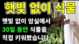 햇빛 없이 실내 에서 잘 자라는 식물 찾기 [암실 식물 30일차]