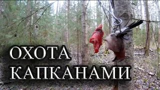 Охота капканами на куницу, охота с выжлецом