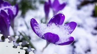 Цветы под снегом / Flowers under the snow