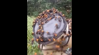 Invasion of murder hornet nest ~ Asian giant hornet  (credit : cestbonyi)