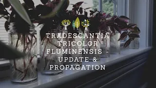 Tradescantia Tricolor Fluminensis - Update & Propagation