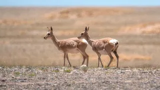 Wild Tibetan gazelles in Gansu Province, NW China