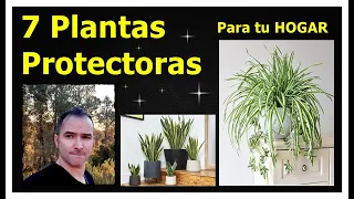 7 PLANTAS PROTECTORAS para el HOGAR #plantasprotectoras #plantasmágicas #herbalismo