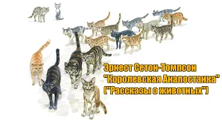 Эрнест Сетон-Томпсон "Королевская Аналостанка" ("Рассказы о животных")