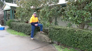 Little Gem Magnolia Pruning Advice by Jindabyne Nursery Monbulk