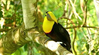 A Yellow Throated Toucan on a Tree Branch