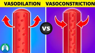 Vasoconstriction vs. Vasodilation *EXPLAINED*