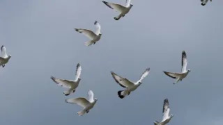 High flying pigeons / Wiener Hochflugtauben / Palomas altos vuelos de Viena / Altovolante di Vienna