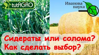 ПЛОДОРОДНАЯ ПОЧВА БЕЗ УДОБРЕНИЙ: СОЛОМА или СИДЕРАТЫ. Что лучше выбрать для плодородия почвы?