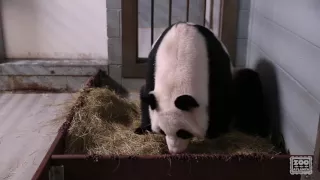 Panda Cubs Born at Zoo Atlanta (2016)