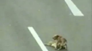 Dog Rescues Injured Dog From Freeway