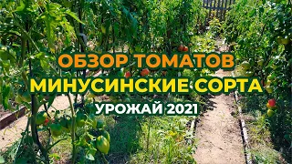 Обзор томатов Минусинские! Сезон 2021