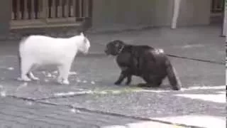 дерущиеся коты fighting cat