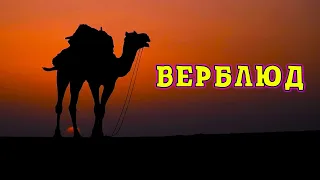 Верблюды. Повседневная жизнь и выживание в экстремальных условиях.