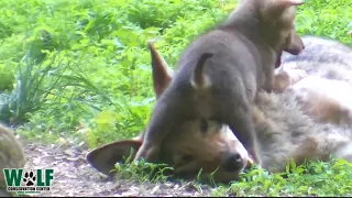 Red Wolf Mom Gets No Peace With Frisky Pups