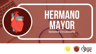 Veranito Hermano Mayor - Sistema Circulatorio