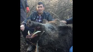 Sangliers de montagne, énorme mâle, grosses compagnies