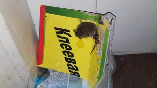 ✔🐀Мыши наделали в коморе