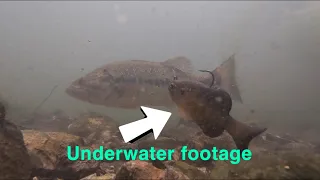 AMAZING! SWIMBAIT UNDERWATER FOOTAGE!!