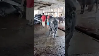 Final Moments in Slaughter House #shorts #animals