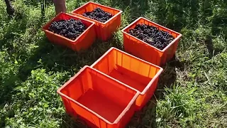 Беженцы в Швейцарии, работаем в поле , собираем виноград ( почти как в фильме про Челентано)