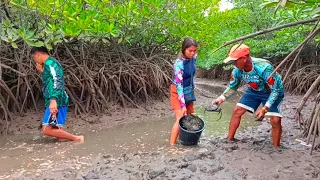 AMAZING CATCH BIG MUD CRAB AFTER WATER LOW TIDE