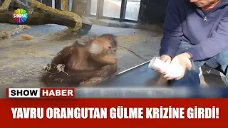 Yavru orangutan gülme krizine girdi!